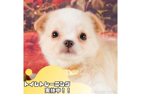 販売中の静岡県のチワワ(ロングコート)-369918