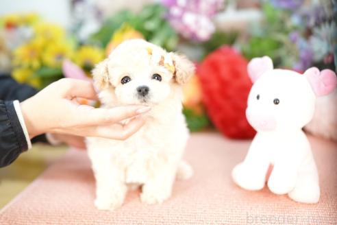 成約済の埼玉県のビションプー:ビションフリーゼ×トイプードル-374368の4枚目