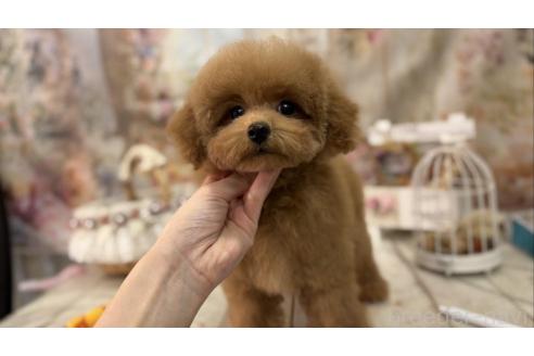 販売中の広島県のタイニープードル-360067