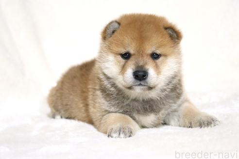 成約済の滋賀県の柴犬-374377の15枚目