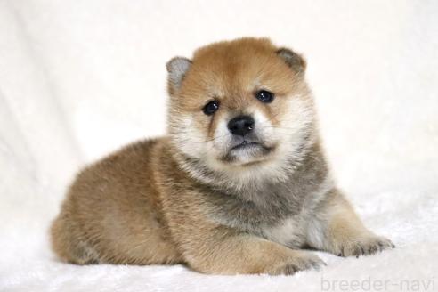 成約済の滋賀県の柴犬-374377の14枚目