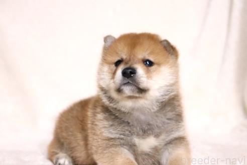 成約済の滋賀県の柴犬-374377の13枚目