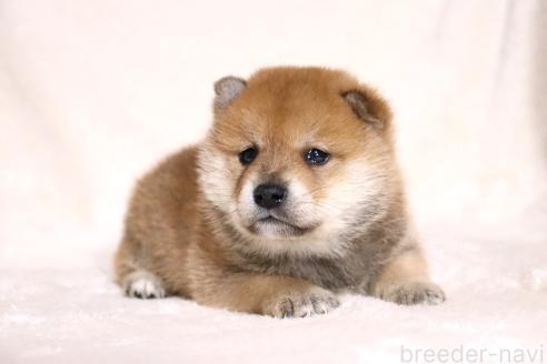 成約済の滋賀県の柴犬-374377の12枚目