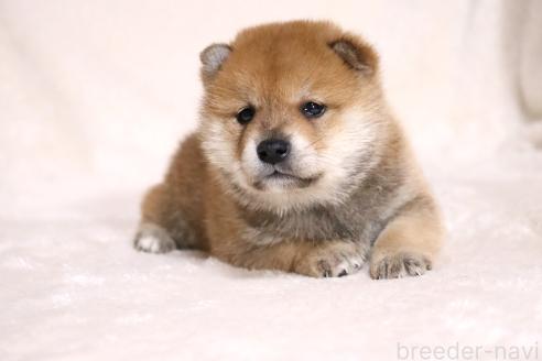 成約済の滋賀県の柴犬-374377の11枚目
