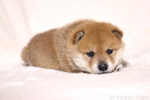 成約済の滋賀県の柴犬-374377の10枚目