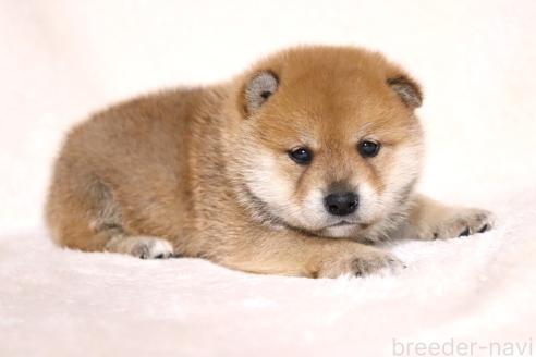 成約済の滋賀県の柴犬-374377の9枚目