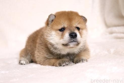 成約済の滋賀県の柴犬-374377の8枚目