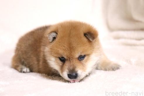 成約済の滋賀県の柴犬-374377の7枚目