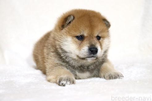 成約済の滋賀県の柴犬-374377の6枚目