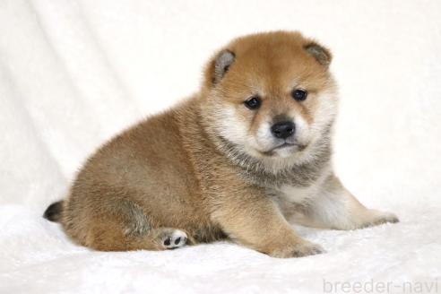 成約済の滋賀県の柴犬-374377の5枚目