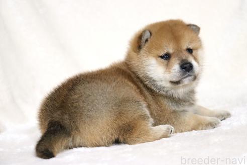 成約済の滋賀県の柴犬-374377の4枚目