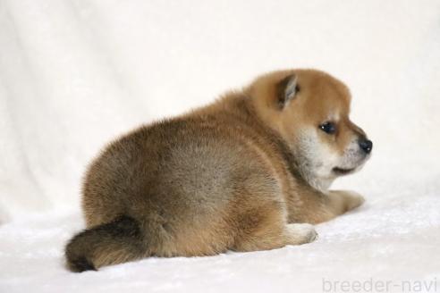 成約済の滋賀県の柴犬-374377の3枚目