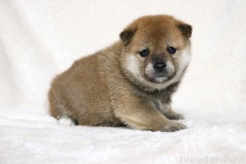 成約済の滋賀県の柴犬-374379の15枚目