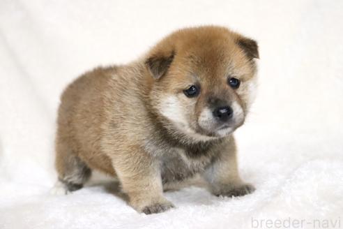 成約済の滋賀県の柴犬-374379の14枚目