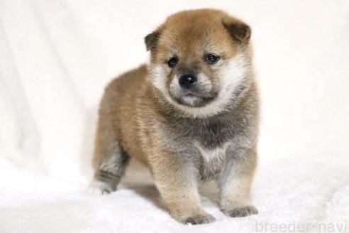 成約済の滋賀県の柴犬-374379の13枚目