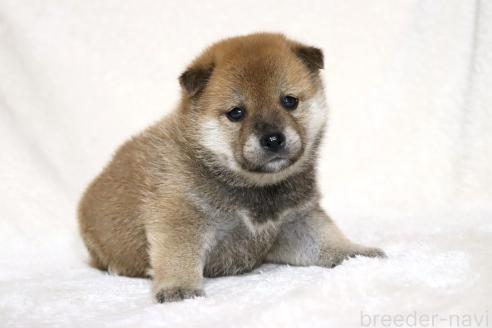 成約済の滋賀県の柴犬-374379の12枚目