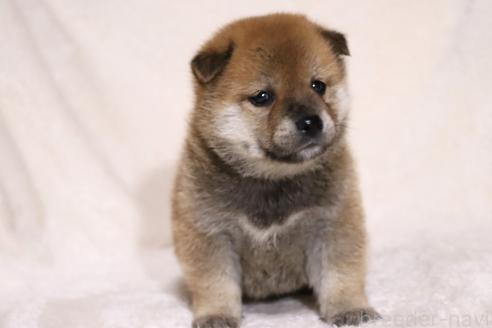 成約済の滋賀県の柴犬-374379の11枚目