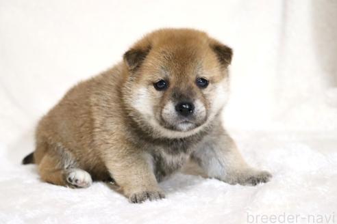 成約済の滋賀県の柴犬-374379の10枚目