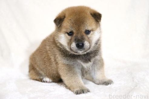 成約済の滋賀県の柴犬-374379の9枚目