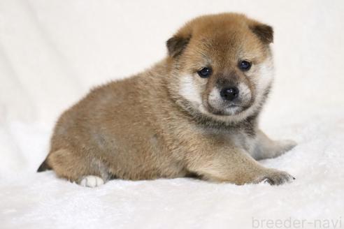 成約済の滋賀県の柴犬-374379の8枚目