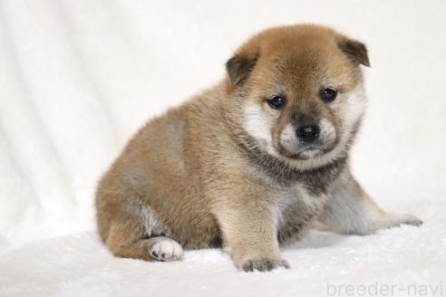 成約済の滋賀県の柴犬-374379の7枚目