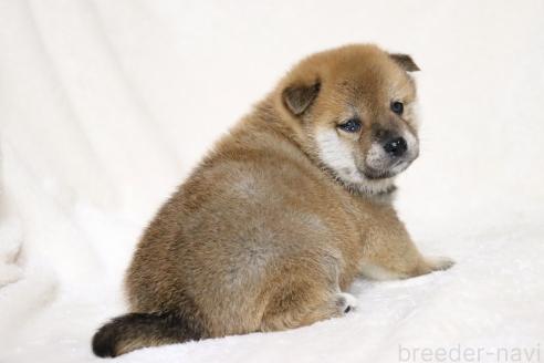 成約済の滋賀県の柴犬-374379の6枚目