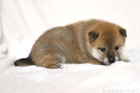 成約済の滋賀県の柴犬-374379の5枚目