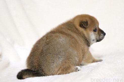 成約済の滋賀県の柴犬-374379の4枚目