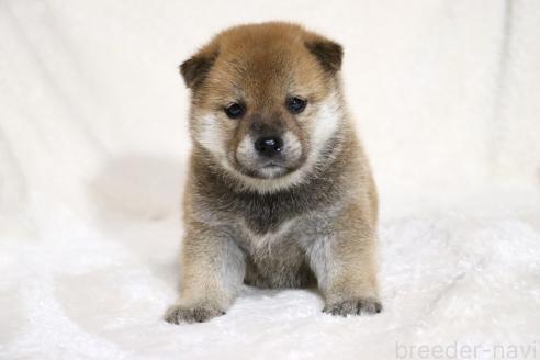 成約済の滋賀県の柴犬-374379の3枚目