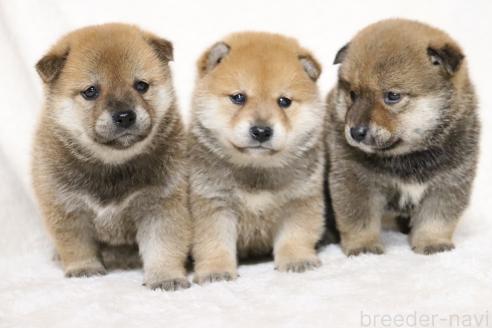 成約済の滋賀県の柴犬-374379の2枚目