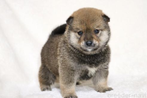 成約済の滋賀県の柴犬-374380の15枚目