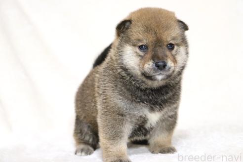 成約済の滋賀県の柴犬-374380の14枚目