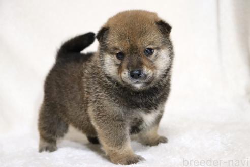 成約済の滋賀県の柴犬-374380の13枚目