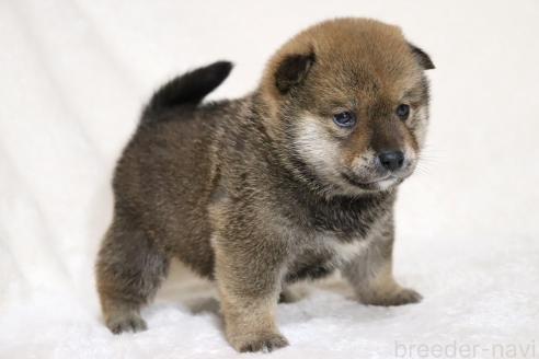 成約済の滋賀県の柴犬-374380の12枚目