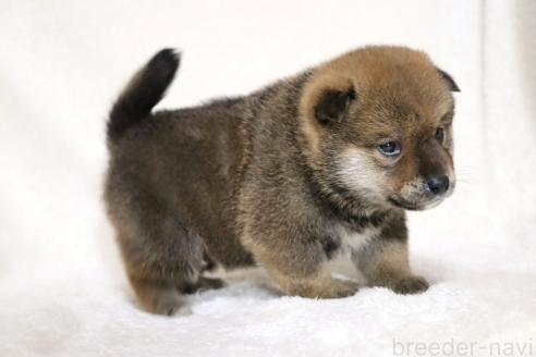 成約済の滋賀県の柴犬-374380の11枚目