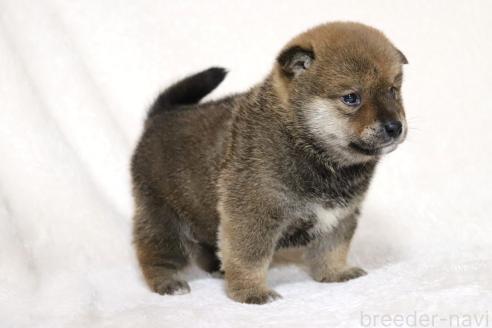 成約済の滋賀県の柴犬-374380の10枚目