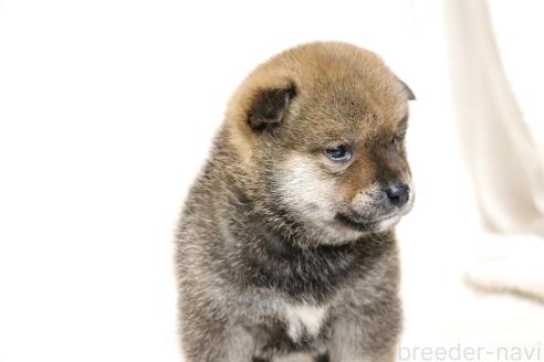 成約済の滋賀県の柴犬-374380の9枚目