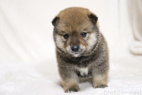 成約済の滋賀県の柴犬-374380の8枚目