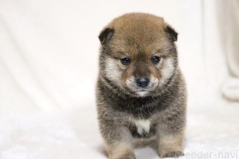 成約済の滋賀県の柴犬-374380の7枚目