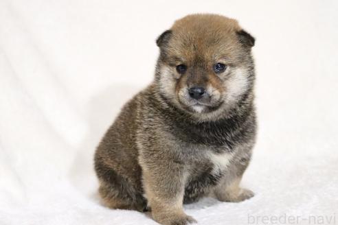 成約済の滋賀県の柴犬-374380の6枚目