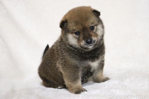 成約済の滋賀県の柴犬-374380の5枚目