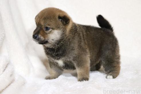 成約済の滋賀県の柴犬-374380の4枚目