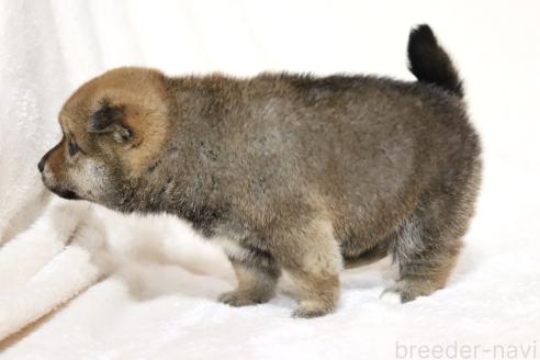 成約済の滋賀県の柴犬-374380の3枚目