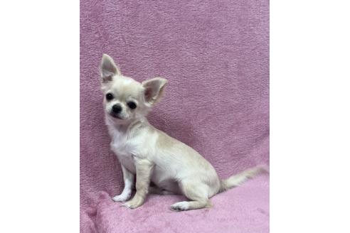 販売中の大阪府のチワワ(ロングコート)-374382の4枚目