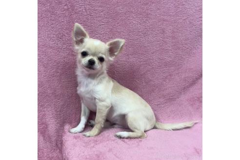 販売中の大阪府のチワワ(ロングコート)-374382の3枚目