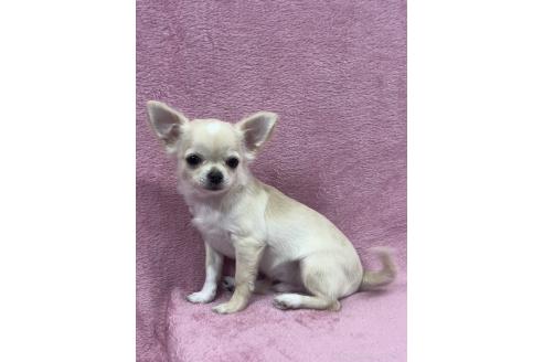 販売中の大阪府のチワワ(ロングコート)-374382の2枚目