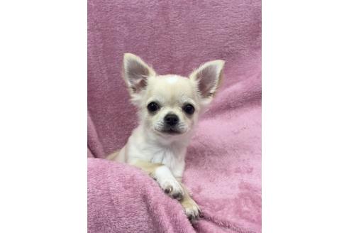 販売中の大阪府のチワワ(ロングコート)-374382の1枚目