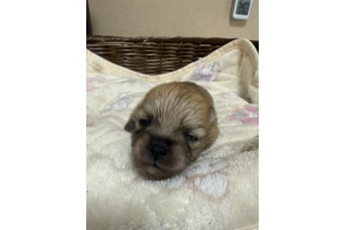 成約済の群馬県のポメラニアン-374388の6枚目