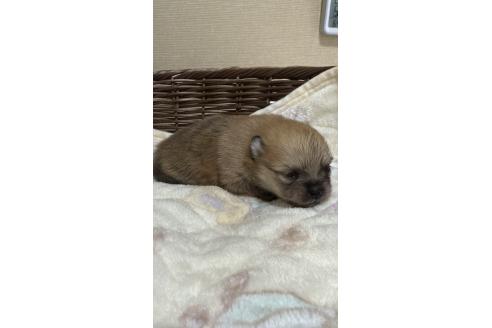 成約済の群馬県のポメラニアン-374388の4枚目