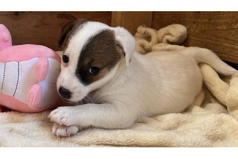 成約済の千葉県のジャックラッセルテリア-374396の5枚目